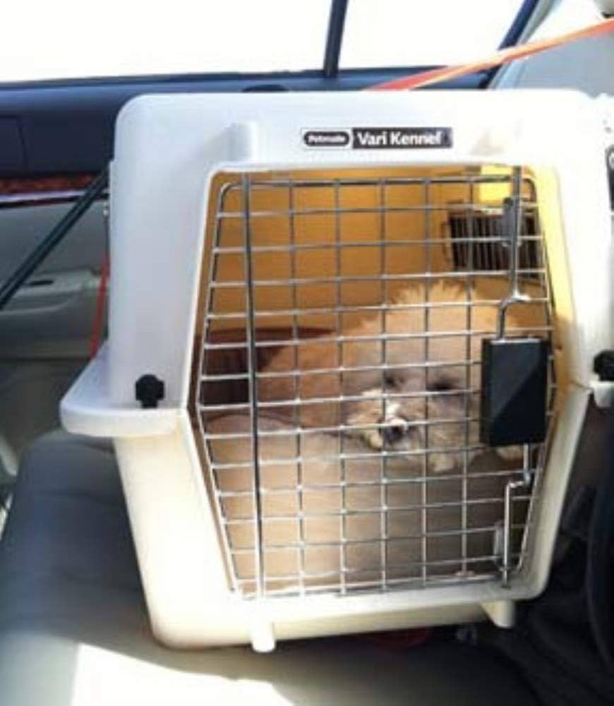 Transportadora para perro